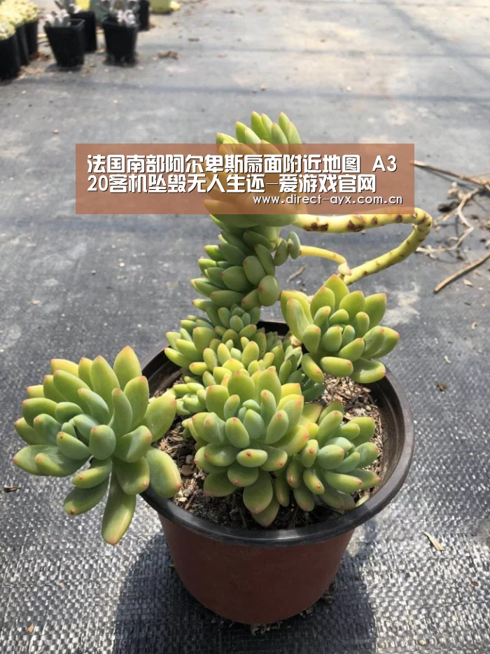 爱游戏娱乐